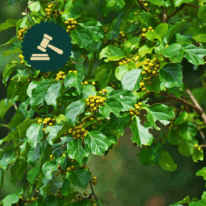 Célastre asiatique_règlementée