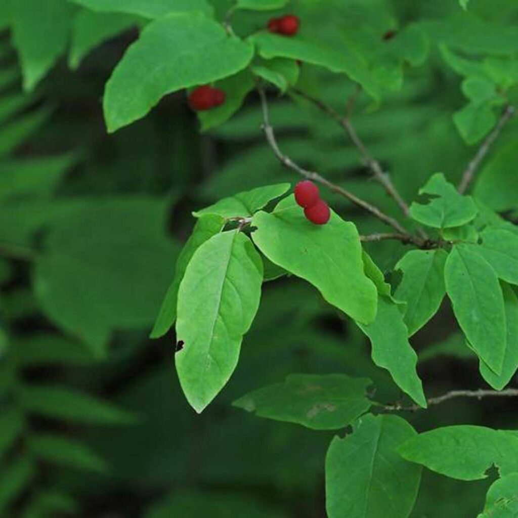 chevrefeuille-du-canada