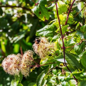 clematite-de-virginie