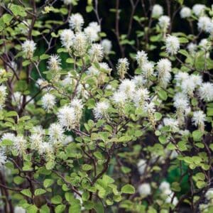 fothergilla-nain-mount-airy