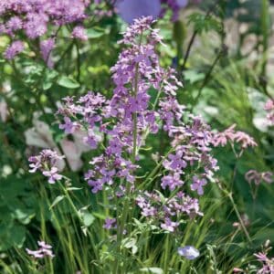 julienne-des-dames