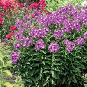 phlox-panicule
