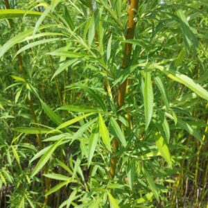 saule-miyabeana