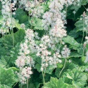 tiarelle-cordifoliee