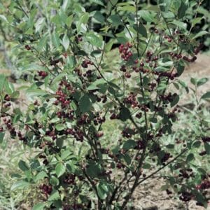 Aonia_a_fruits_noirs