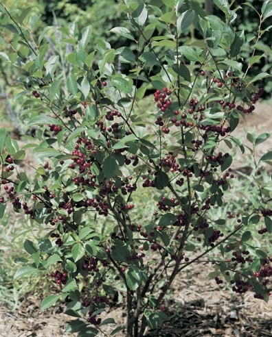 Aonia_a_fruits_noirs