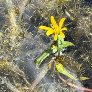 Water Marigold (Bidens beckii)