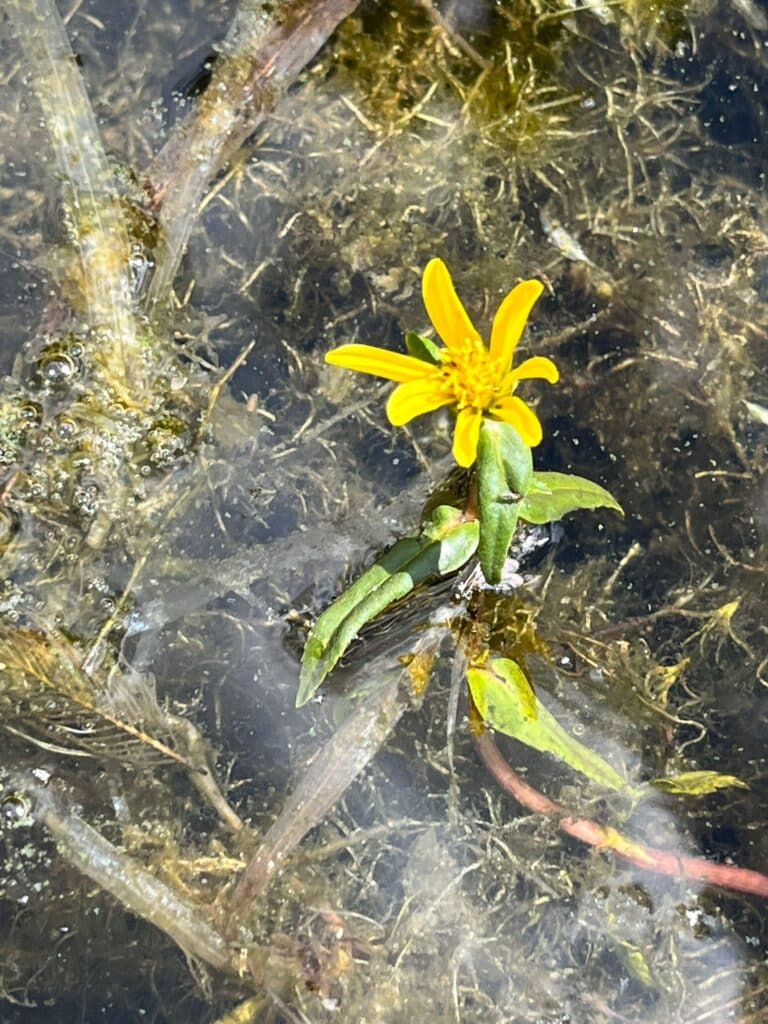 Water Marigold (Bidens beckii)