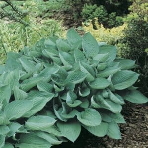 Hosta_Horticolor