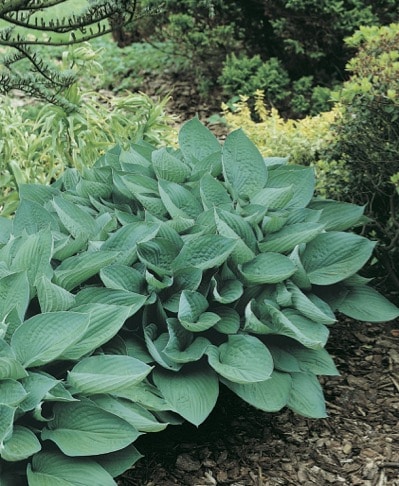 Hosta_Horticolor