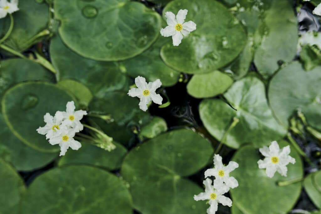 Flowers, leaves and nymphoides in water in nature for natural growth, sustainability or green ecology. Floral, aquatic garden or plants in pond to bloom in botanical environment outdoor with top view