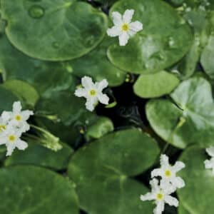Flowers, leaves and nymphoides in water in nature for natural growth, sustainability or green ecology. Floral, aquatic garden or plants in pond to bloom in botanical environment outdoor with top view