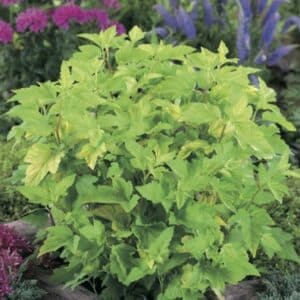 Physocarpus_Horticolor