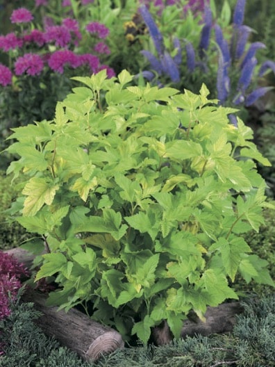 Physocarpus_Horticolor