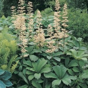 Rodgersia_Horticolor
