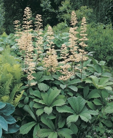 Rodgersia_Horticolor