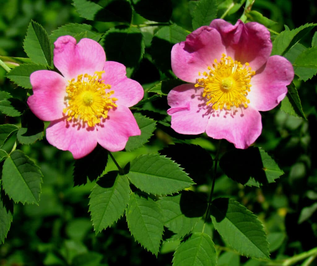 RosierDeCaroline_Wikipedia_Pasture_Rose,_flowers_and_leaves