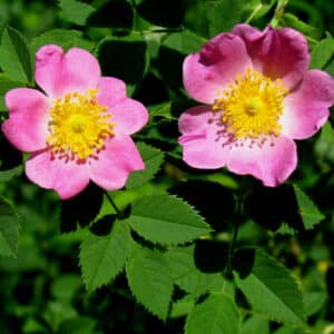 RosierDeCaroline_Wikipedia_Pasture_Rose,_flowers_and_leaves