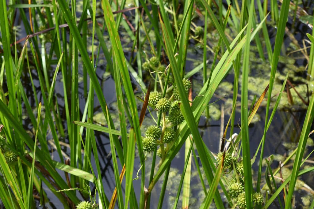 reed