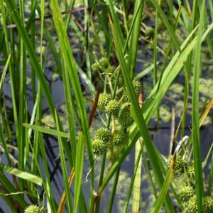 reed
