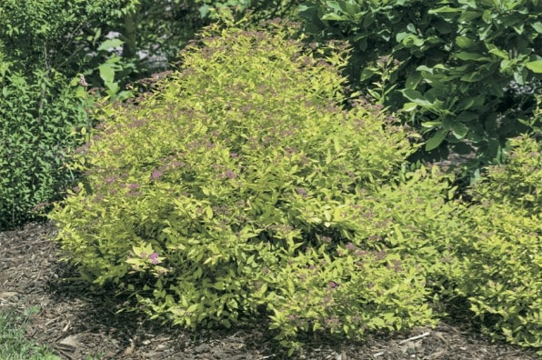 Spirée du Japon