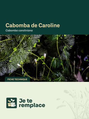 JTR CabombadeCaroline