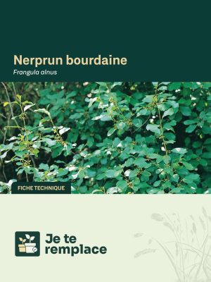 JTR NerprunBourdaine